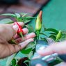 Cara Menanam Cabai dari Sisa Dapur, Cukup di Pekarangan Rumah Bisa Tumbuh Subur