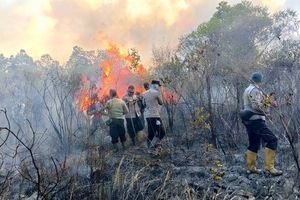 Kebakaran Melahap 673 Hektar Lahan TN Way Kambas, Gajah Liar Terpantau Masih Aman