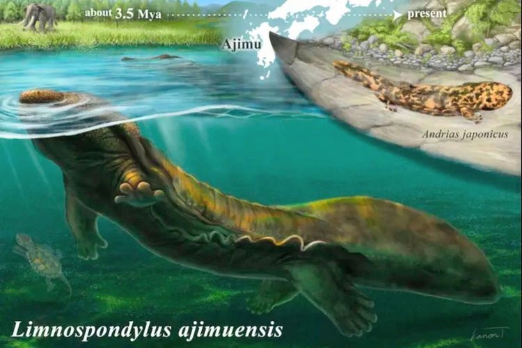 Ilmuwan Temukan Spesies Baru Salamander Raksasa Purba di Jepang