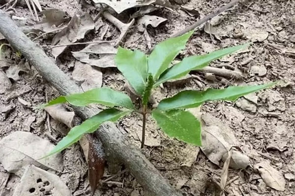Daun teken parei muda, penyedap alami suku Dayak Kalimantan Tengah.