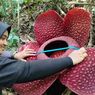 Mengenal Bunga Rafflesia Tuan-Mudae yang Mekar Sempurna di Sumbar