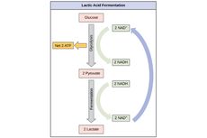 Fermentasi Asam Laktat: Respirasi Tanpa Oksigen