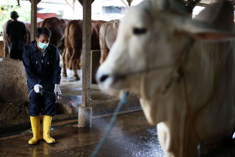 Petugas menyemprotkan cairan disinfektan di salah satu lokasi peternakan di Jakarta, Kamis (12/5/2022). Pemeriksaan dari Dinas Ketahanan Pangan, Kelautan dan Pertanian (KPKP) setempat itu guna mencegah penyebaran wabah virus penyakit mulut dan kuku (PMK) pada hewan ternak yang sudah merebak di sejumlah daerah.