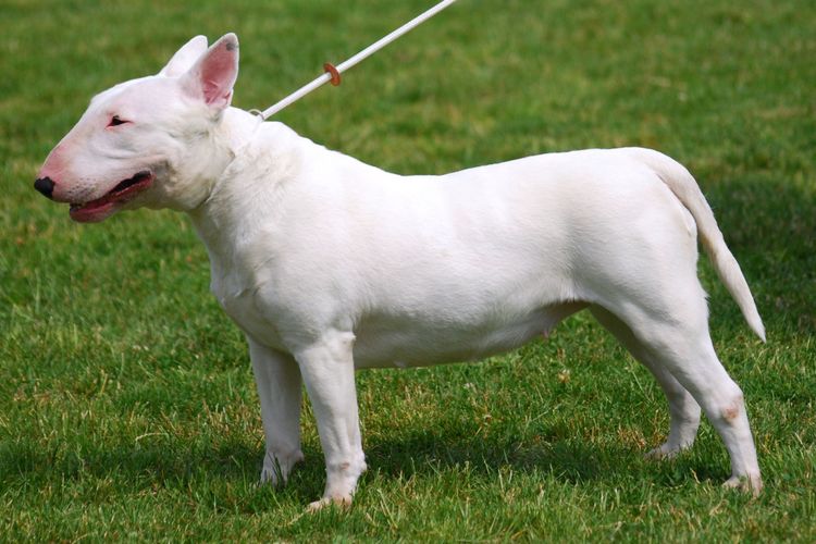 Seekor anjing jenis bull terrier dilaporkan telah menyerang anak-anak di Inggris.