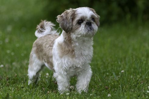 Mengenal Sejarah, Jenis, dan Cara Merawat Anjing Shih Tzu 