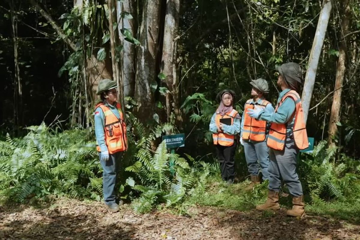 Pohon beringin di Arboretum Bukit Himalaya menjadi salah satu tanaman utama yang memadati ekosistem Arboretum Bukit Himalaya di Sorowako. 
