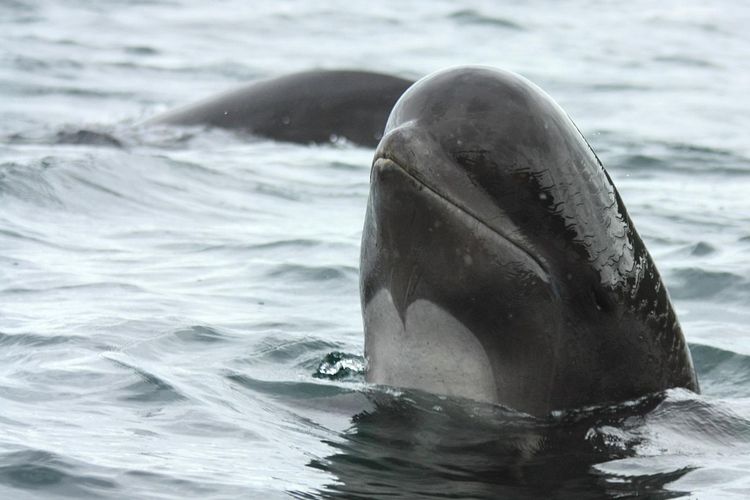 Paus pilot. Spesies paus yang paling sering terdampar, terutama di perairan pantai barat Tasmania, seperti yang belum lama ini terjadi.