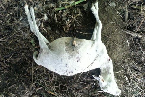 Kambing Milik Warga Gunungkidul Mati Dimangsa Hewan liar