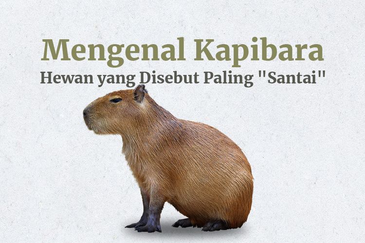 Mengenal Kapibara, Hewan yang Disebut Paling Santai