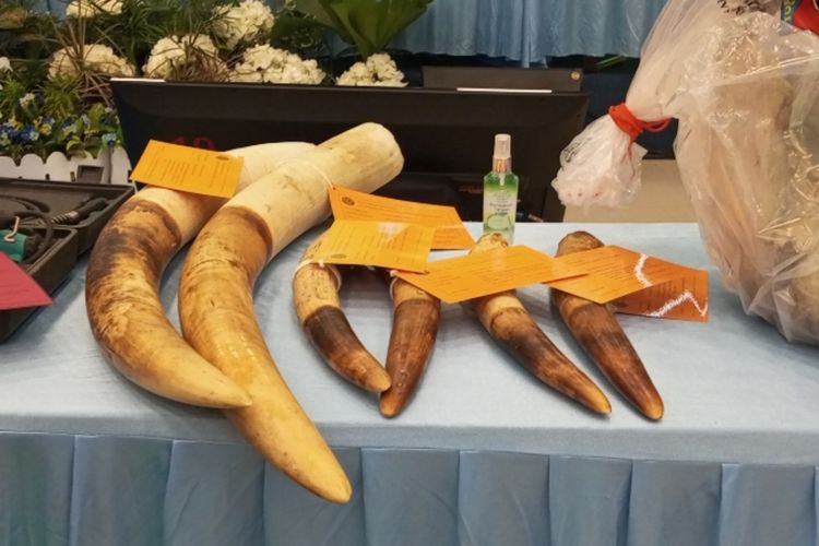 Kapolda Riau Minta 15 Pemburu Gajah Dituntut Berat: Ini Kejahatan Luar Biasa