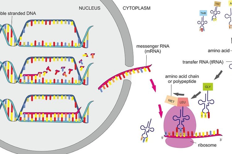 Sintesis Protein Proses Transkripsi Dan Translasi Halaman All Kompas Com