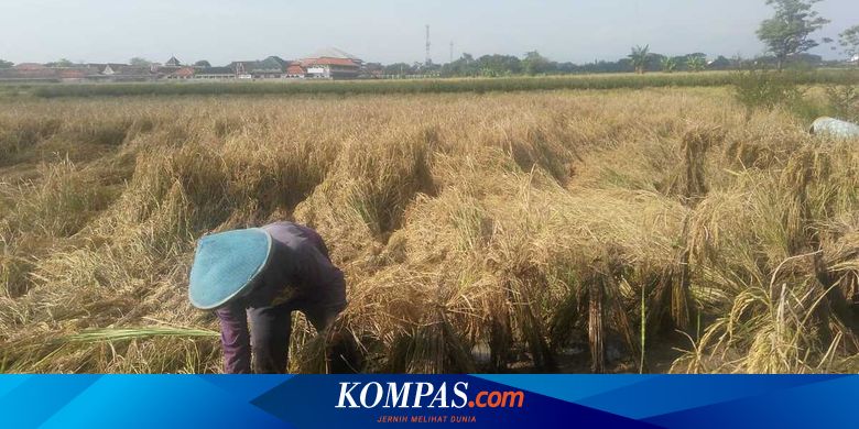 Keluhan Petani: Harga Gabah Murah dan Tidak Laku Sekarang!