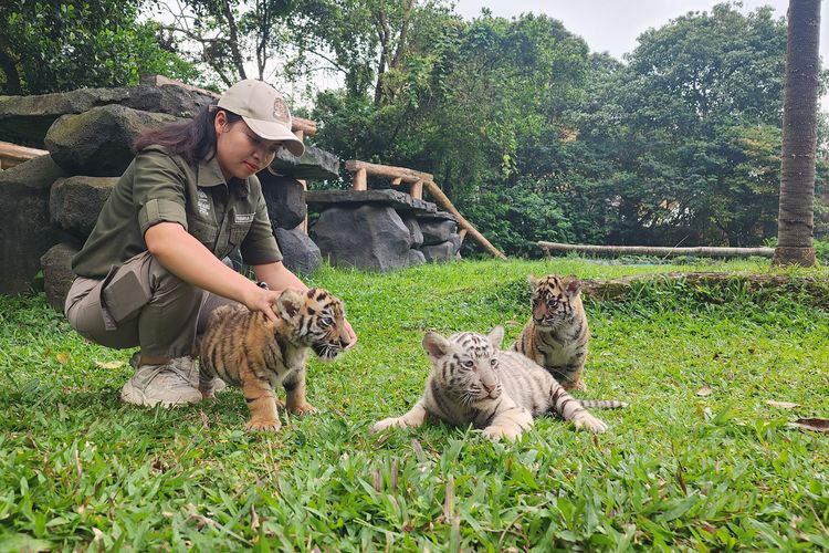 3 Ekor Anak Harimau Benggala Lahir di Taman Safari Prigen Pasuruan