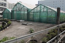 Melihat "Urban Farming" Terbesar di Cikini