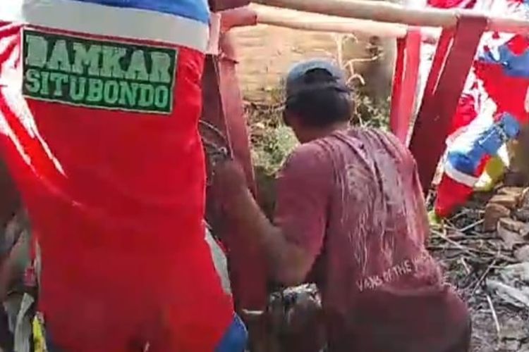 Damkar Situbondo Berjibaku 3 Jam Evakuasi Sapi dari Kubangan Limbah Kotoran