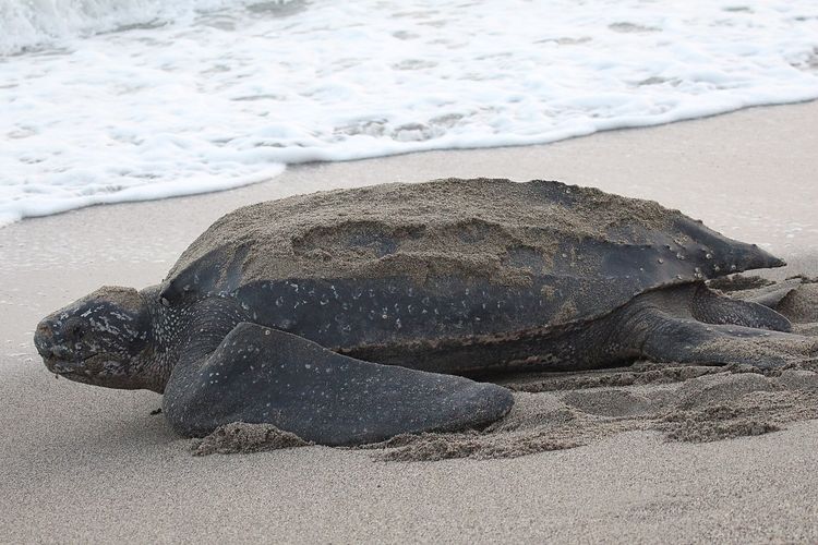 Ilustrasi penyu belimbing (leatherback sea turtle)