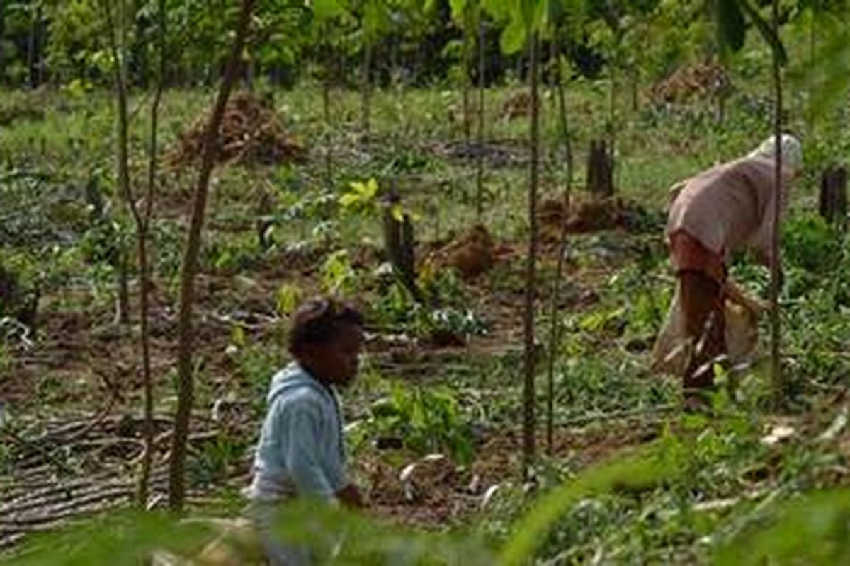 Aktivitas warga di Register 45 Kecamatan Mesuji Timur, Kabupaten, Lampung, Kamis (15/12/2011) kemarin. 
