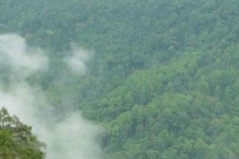 Kerusakan Hutan Belum Berhenti selama Pandemi