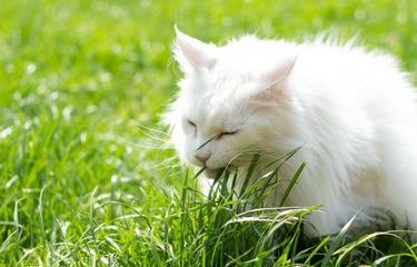 Ilustrasi kucing makan rumput.