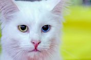 Mengapa Mata Kucing Bisa Berbeda Warna?