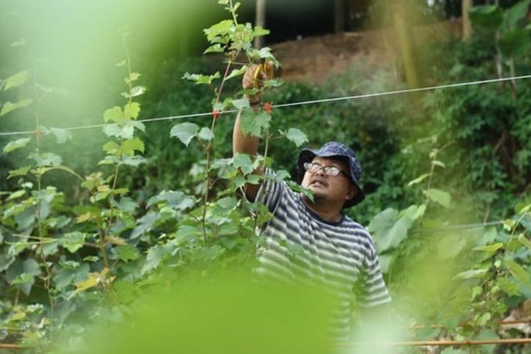 Seorang warga memangkas cabang pohon di perkebunan anggur di Kampung Matfa, Rabu (22/07).