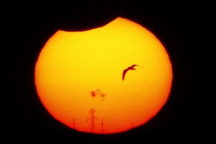 Seekor burung terbang dengan latar belakang gerhana matahari parsial di Danau Hefner, Oklahoma City, 23 Oktober 2014.