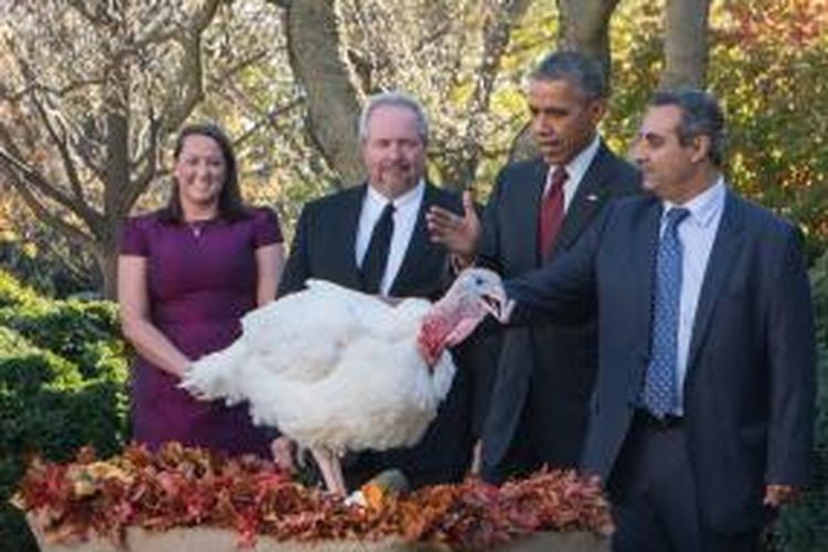 Presiden Barack Obama mengampuni kankun jelang perayaan Hari Thanksgiving di Rose Garden, Gedung Putih, Washington, DC, Rabu (25/11/2015).