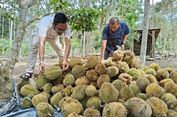 Berburu Durian di Buloh Aceh, Simak Rute dan Harganya