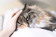 8 Perubahan Perilaku Kucing Peliharaan yang Perlu Diwaspadai