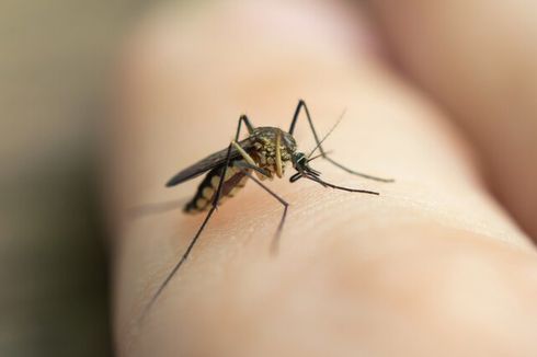 Penelitian Ungkap Nyamuk Tertarik pada Warna Tertentu