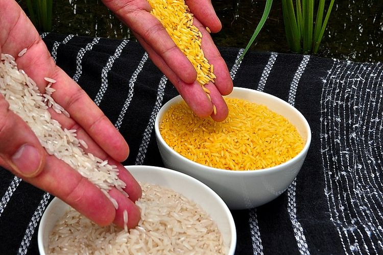 Beras emas adalah beras hasil bibit unggul rekayasa genetika yang memiliki 23 kali lipat lebih banyak beta karoten daripada beras biasa