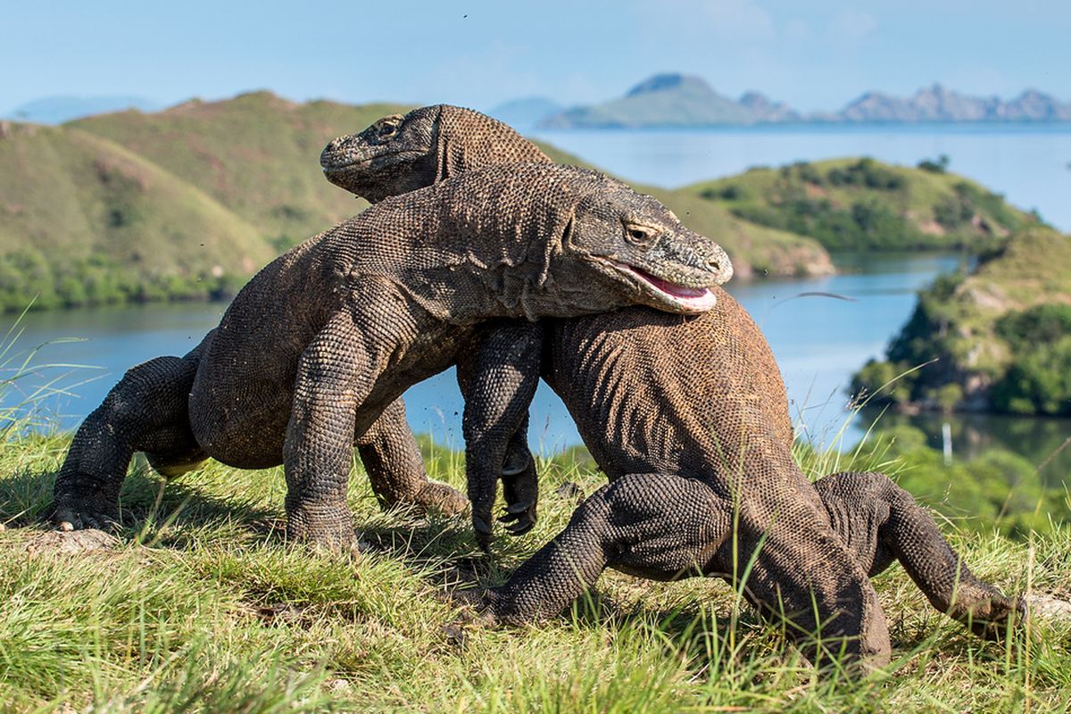 Ilustrasi komodo