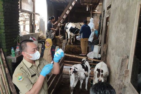 Sasar Zona Hijau PMK, 1.100 Sapi Perah di Lembang Disuntik Vaksin