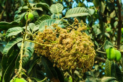 Simak, Cara Mencegah Bunga Mangga Rontok Saat Ditanam di Pot