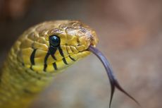 Penyelundup Hewan Ketahuan Bawa 60 Reptil di Celana, Termasuk Ular dan Kadal