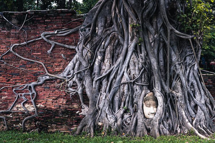 Ilustrasi Wat Mahathat di Ayutthaya, Thailand, yang terkenal akan kuil dan patung kepala Buddha yang diselimuti akar pohon.