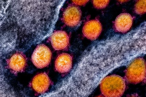 Virus Corona Masuk ke Sel Manusia Tak Cuma Lewat ACE2, Ada Jalur Lain