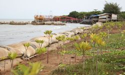 Upaya Mencegah Abrasi di Pesisir Indramayu