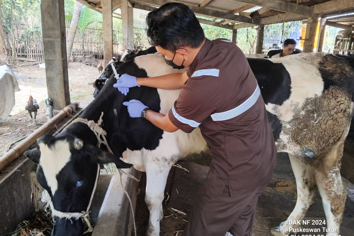 763 Sapi di Jember Terpapar Virus PMK, 61 Ekor Mati