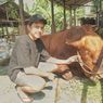 Menengok Bruno, Sapi Kurban Jokowi Seberat 840 Kg di Jambi yang Punya Perawatan Khusus