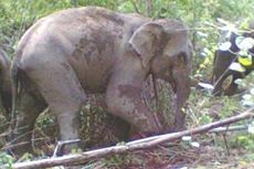 Dibanting Gajah, Seorang Petani di Sigli Babak Belur