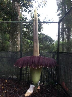 Satu bunga bangkai (Amorphophallus titanum Becc) mekar di Kebun Raya Cibodas pada Jumat (19/4/2024) dini hari.