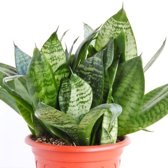 Sansevieria trifasciata Hahnii, salah satu jenis tanaman lidah mertua.