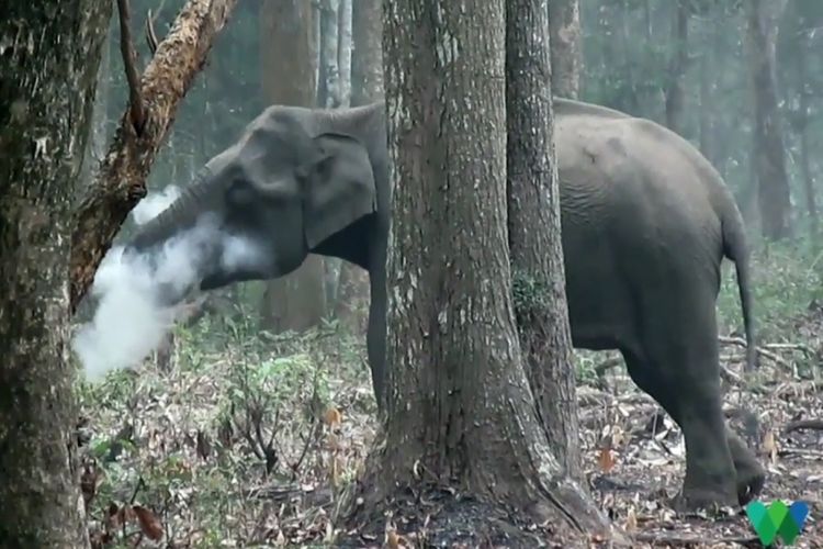 Gajah di India Merokok