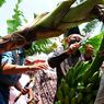 Panen Pisang di Ponorogo, Wapres: Makan Dua Pisang, Tidak Perlu Makan Nasi