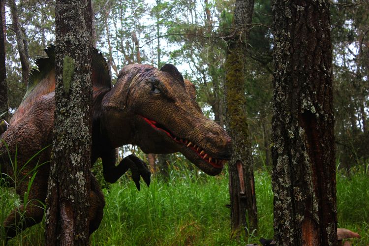 Pengelola taman wisata Mojosemi Forest Park di Magetan, Jatim, menghadirkan wahana baru untuk menggaet pengunjung di musim libur lebaran 2019. Wahana Dinosaurus Park menghadirkan 20 jenis dinosaurus dengan ukuran yang sebenarnya.