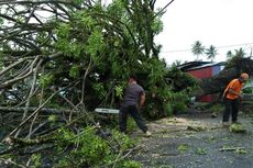 Kota Padang Dilanda Hujan Deras dan Puting Beliung, 20 Pohon Tumbang