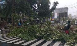 Tangani Belasan Pohon Tumbang, Pemkot Semarang Kerahkan 7 Tim