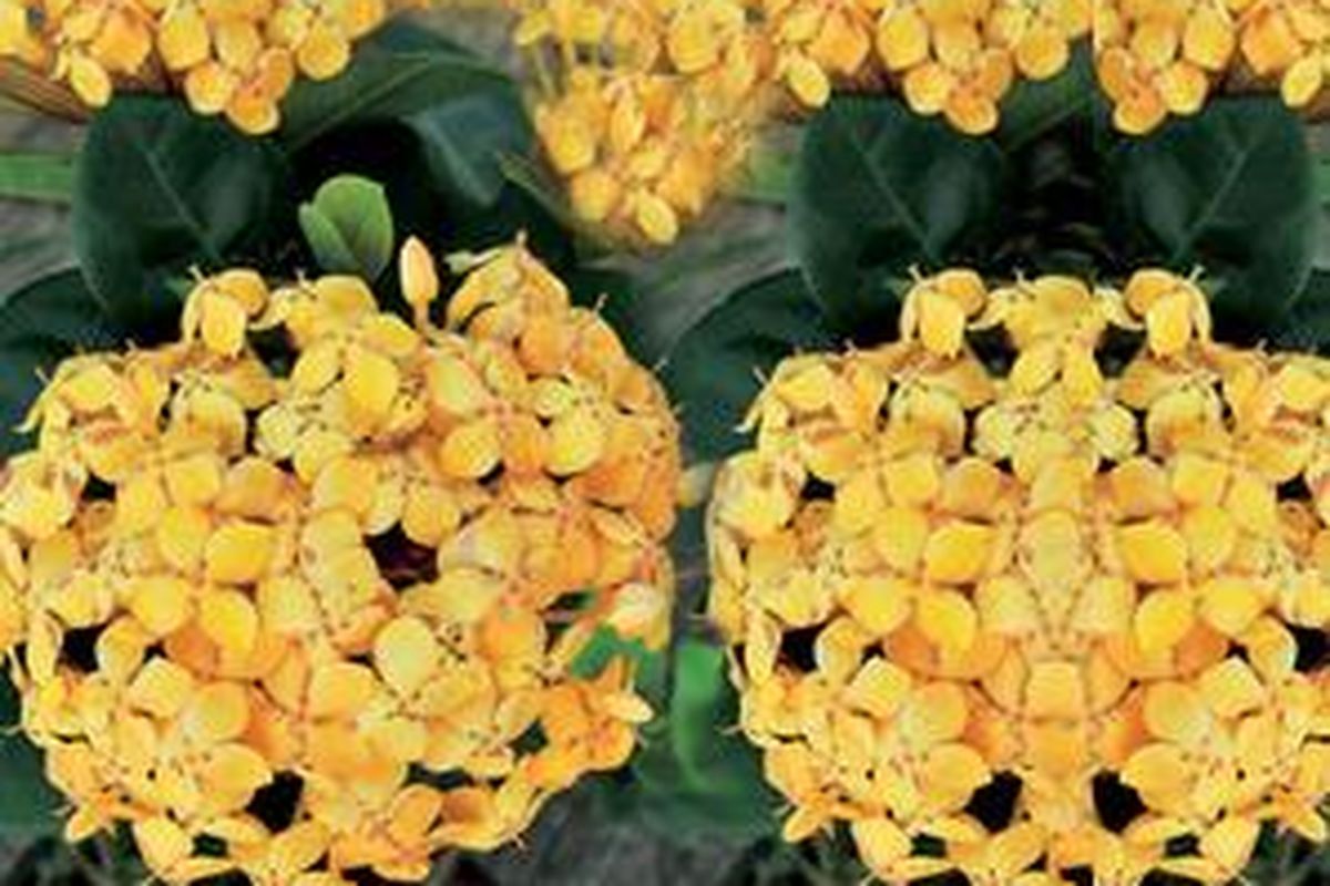 Satu lagi tanaman herbal berpenampilan menawan. Kembang soka bisa menjadi obat sakit perut dan disentri.