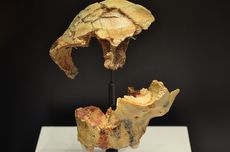 Homo Antecessor, Manusia Purba Jenis Homo Tertua di Eropa Barat